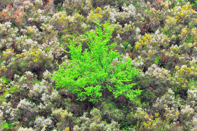 From above green tree on nature