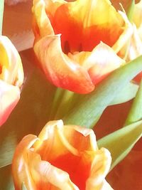 Close-up of orange tulips