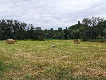 Hay bales on field against sky