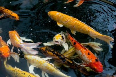 High angle view of koi carps swimming in pond