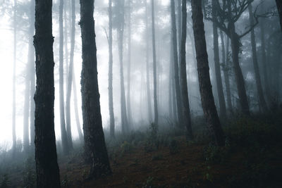 Sunlight streaming through trees in forest