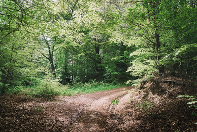 View of trees in forest