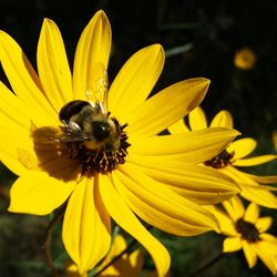 Close-up of bee pollinating on yellow flower