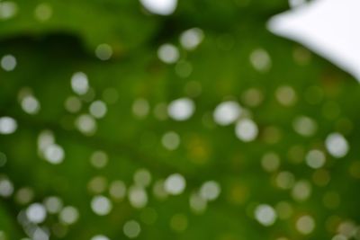 Defocused image of green leaf