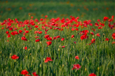 Close-up of red poppy flowers on field