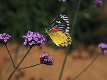 Close-up of butterfly pollinating on purple flower