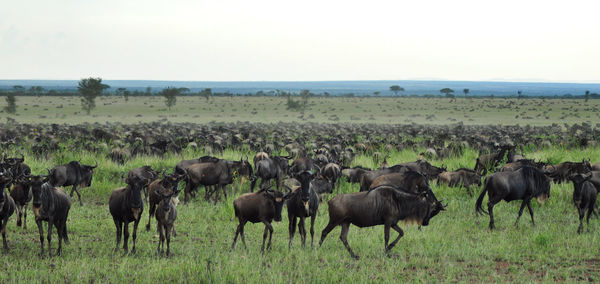 Horses in a field