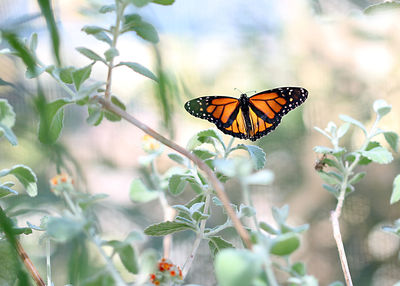 Close-up of butterfly on flower