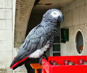 African grey parrot on container with empty glass bottles