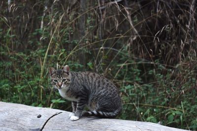 Portrait of cat sitting outdoors