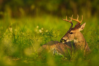 View of deer on field