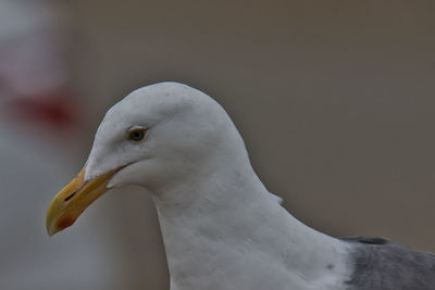 Close-up of seagull