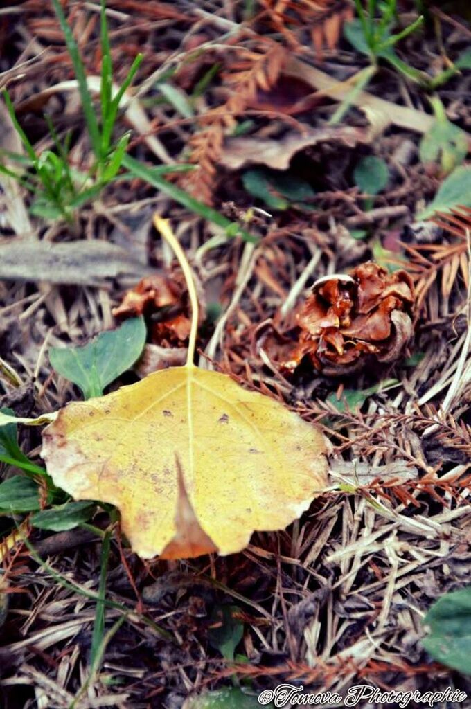 HIGH ANGLE VIEW OF YELLOW MAPLE LEAF IN AUTUMN