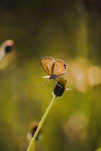 Butterfly in flowers