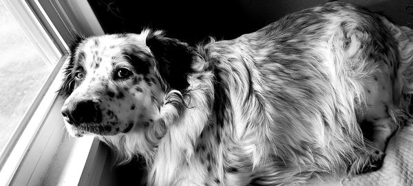 Close-up of dog looking away at home