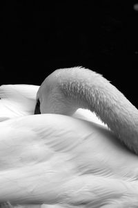 Close-up of white sleeping on bed