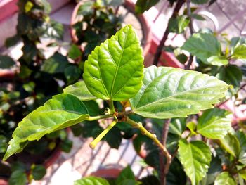 Close-up of leaves