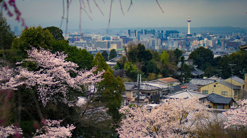 High angle view of trees and buildings in city