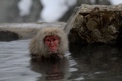 Close-up of monkeys in hot bath 