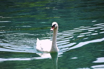 Close-up of swan swimming on lake