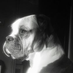 Close-up of dog looking away at home