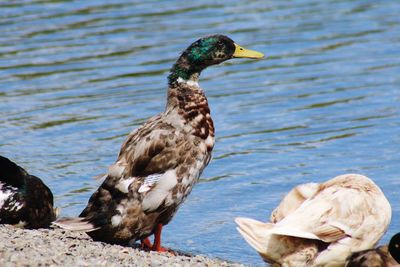 Duck on a lake