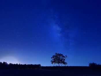 Low angle view of trees against clear sky at night