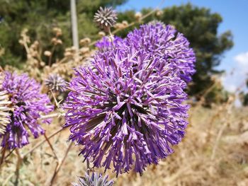 Close-up of purple flowering plant on field