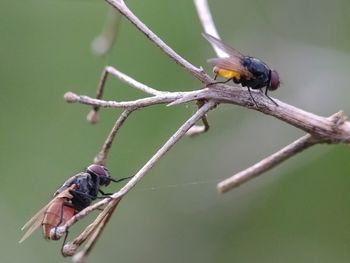 Close-up of bird perching on a branch
