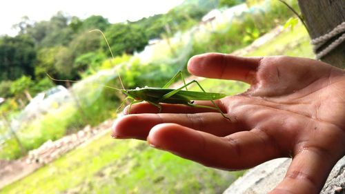 Close-up of man holding plant