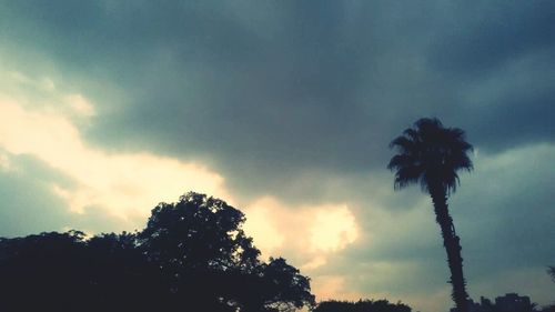 Low angle view of palm trees against cloudy sky