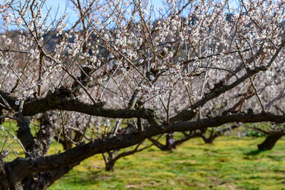 Cherry blossoms in spring