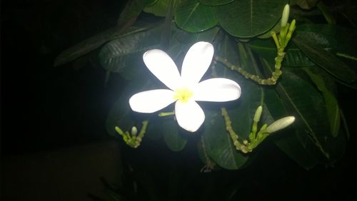 Close-up of white flowers blooming outdoors