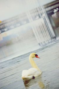 Swan swimming in a lake