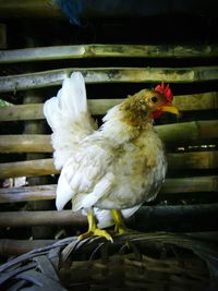 Close-up of bird perching outdoors
