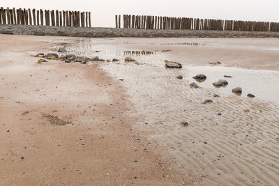 View of sheep on beach