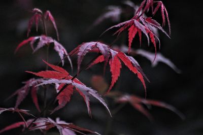 Close-up of red maple leaves