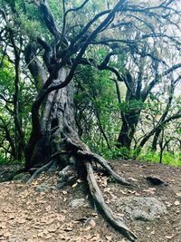 Trees in forest