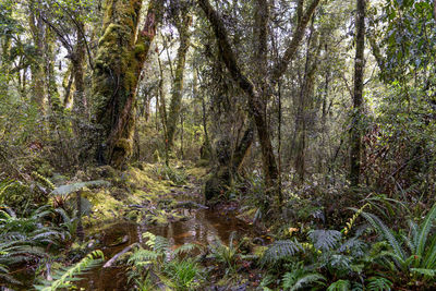 View of trees in forest