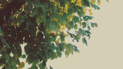 Low angle view of tree against clear sky