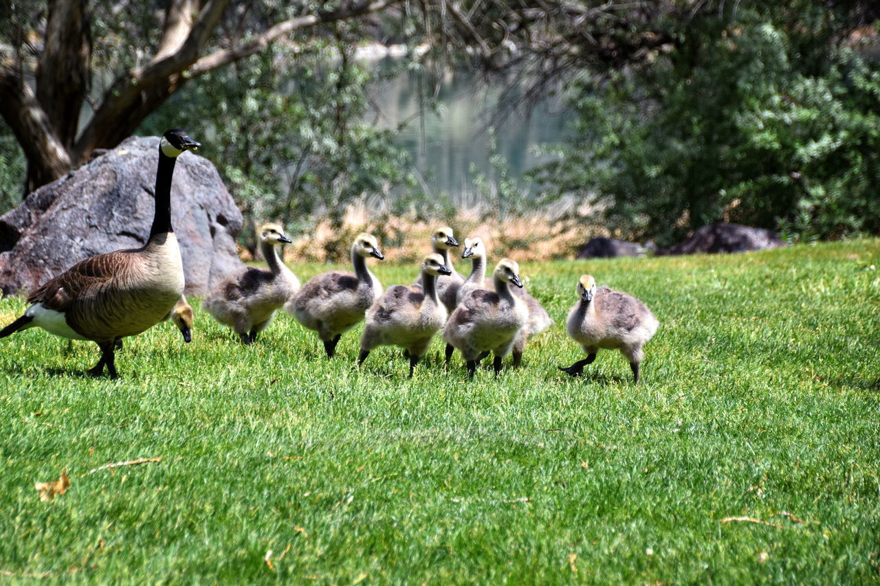 animal themes, animal, grass, animal wildlife, wildlife, plant, group of animals, bird, water bird, duck, ducks, geese and swans, goose, nature, no people, field, green, land, day, large group of animals, outdoors, lawn, beauty in nature, young animal