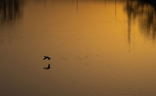 Silhouette birds flying over lake