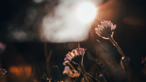 Close-up of flower on field