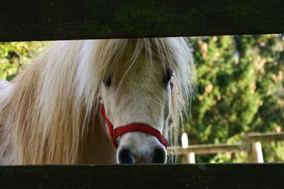 Close-up of a horse