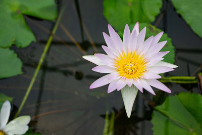 Close-up of purple water lily in lake