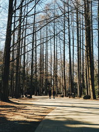 Bare trees along road in forest
