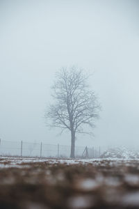 Bare tree on field against clear sky during winter