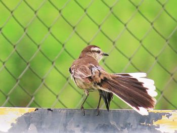 Close-up of bird perching on a fence