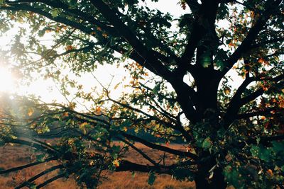 Low angle view of tree against sky