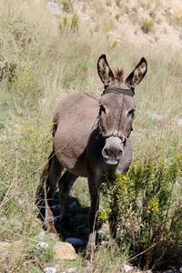 animal